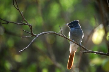 African Paradise Flycatcher on a branch