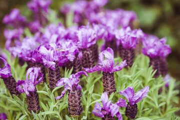 Alternative Medizin mit Lavendel Lavandula