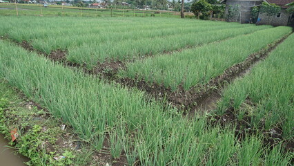 Fresh Red Onion Plants Under Sunlight