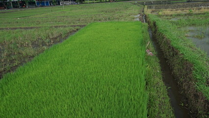Green Rice Plants Growing in Field