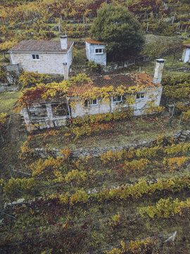 Aerial view of rustic buildings nestled among the vibrant autumn vineyards, a tapestry of golds and greens contrasting with the weathered stone, Ribeira Sacra, Chantada, Lugo, Spain.