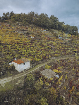 Aerial view of terraced vineyards cascading down the hillsides, alongside rustic houses nestled among the vines, a symphony of autumnal colors, Chantada, Lugo, Spain.