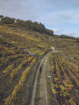 Aerial view of a solitary figure strolling along a path through the golden and russet vineyards of Ribeira Sacra, a tapestry of autumn hues, Chantada, Lugo, Spain.