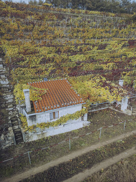 Aerial view of a cozy house nestled amidst the vibrant autumn vineyards of Ribeira Sacra, a tapestry of gold and crimson, Chantada, Lugo, Spain.