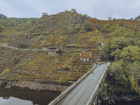 Aerial view of golden vineyards cascading down the terraced hillsides towards the river, crossed by a long bridge, Ribeira Sacra, Chantada, Lugo, Spain.