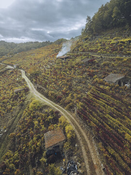 Aerial view of golden vineyards cascade down the steep slopes, punctuated by rustic stone buildings under a moody sky, Ribeira Sacra, Chantada, Lugo, Spain.