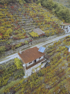 Aerial view of terraced vineyards cascade down the hillsides, painted with autumn colors, alongside rustic stone buildings, Chantada, Lugo, Spain.