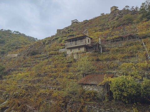 Aerial view of weathered stone buildings cling to the terraced hillsides, amidst the golden hues of autumn foliage in Ribeira Sacra, Chantada, Lugo, Spain.