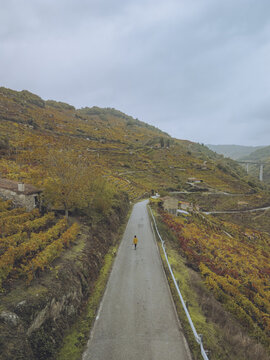 Aerial view of a lone figure traversing the winding road through the golden vineyards of Ribeira Sacra, a tapestry of autumn hues under a serene sky, Chantada, Lugo, Spain.