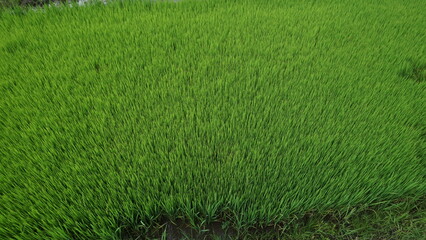 Green Rice Plants Growing in Field