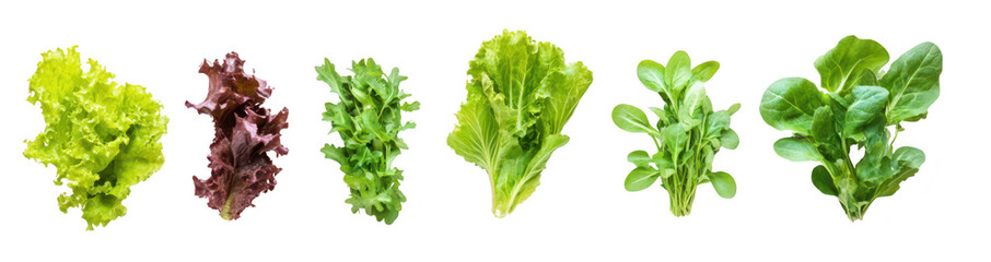 A display of various types of fresh lettuce arranged in a row on a clean white background. their unique textures and colors. ideal for culinary or health-related content