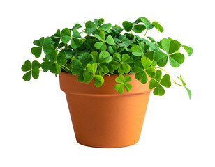 green four leaf clover plants in pot isolated on transparent background with copy space, png file