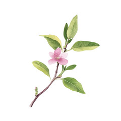 Obraz premium A delicate branch with pink blossoms and green leaves set against a white background. symbolizing spring and renewal. ideal for use in nature-themed designs or floral arrangements
