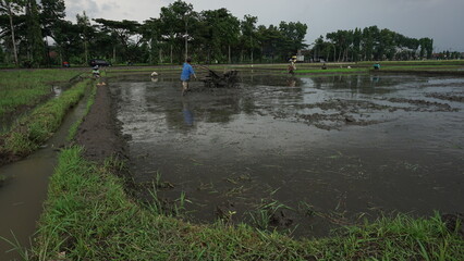 Agricultural Worker Preparing Paddy Field