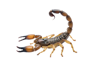 Intense scorpion poised to strike with menacing pincers and curved tail, capturing raw power and danger for impactful designs.