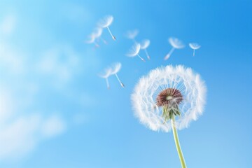 Obraz premium Dandelion floating in the air outdoors nature flower.