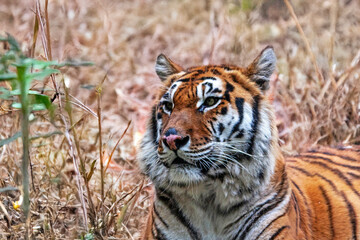Tête de tigre du Bengale en gros plan	