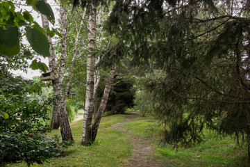 Peaceful forest path surrounded by green trees and grass in a quiet park. Birch trunks with birdhouses and fir branches create a natural, relaxing atmosphere. Perfect image for themes of nature, eco