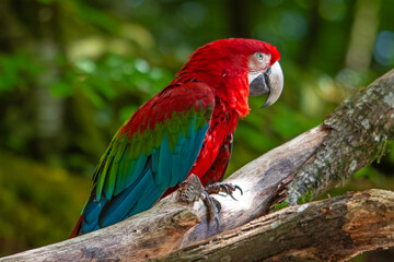 Ara à ailes vertes en gros plan de profil	