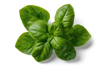 Fototapeta premium Fresh Basil Leaves on White Background