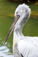 Tête de pélican de profil