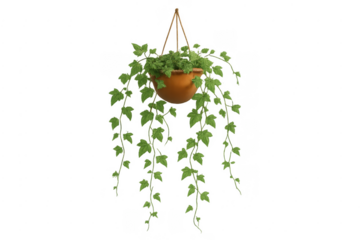 Hanging green ivy plant in terracotta pot