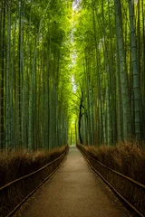 Fotobehang Bamboe Empty Arashiyama bamboo forest in Kyoto, Japan  © Adrian Funk