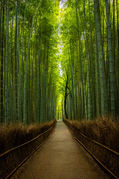 Empty Arashiyama bamboo forest in Kyoto, Japan