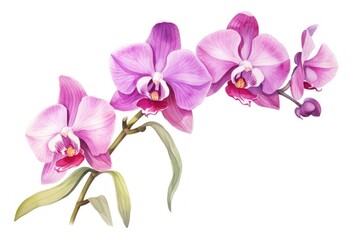 Naklejka premium Orchid flower plant inflorescence.