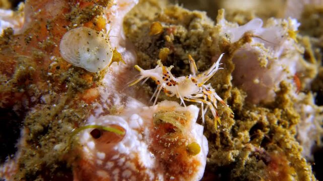 Macro shot of a Spiny Tiger Shrimp (Phyllognathia ceratophthalma) standing still on coral, showing its ornate spiny body and vivid orange-purple markings.