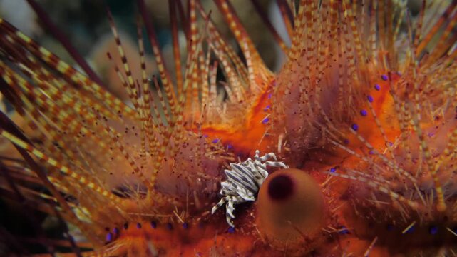 Close-up of a Zebra Crab (Zebrida adamsii) nestled among the vivid spines of a fire urchin. The striped carapace contrasts beautifully with the bright orange and blue of its host.