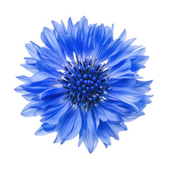 A blue flower in full bloom. intricate petal details and a rich central structure. set against a clean white background. ideal for nature-themed designs or botanical studies
