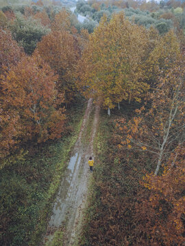 Aerial view of a solitary figure in a yellow jacket walks along a muddy path surrounded by trees displaying autumn foliage, A Ca&Atilde;&plusmn;iza, Pontevedra, Spain.