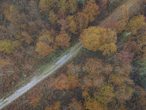 Aerial view of a dirt road slicing through a vibrant forest of autumn colors, a tapestry of orange, red, and gold under a soft sky, A Ca&Atilde;&plusmn;iza, Pontevedra, Spain.