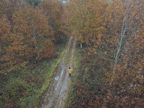 Aerial view of a lone figure in a yellow jacket walks along a muddy path cutting through a forest with trees in autumn colors, A Ca&Atilde;&plusmn;iza, Pontevedra, Spain.
