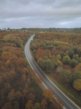 Aerial view of a winding road cutting through a forest ablaze with autumnal hues, where amber and gold foliage meet the muted sky, A Ca&Atilde;&plusmn;iza, Pontevedra, Spain.