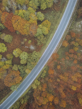 Aerial view of a road cutting through a tapestry of autumn colors, where the gold and amber hues of the trees meet the cool grey of the asphalt, A Ca&Atilde;&plusmn;iza, Pontevedra, Spain.