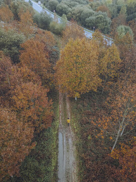 Aerial view of a solitary figure walking along a narrow road flanked by a forest ablaze with autumn colors, a path toward the horizon, A Ca&Atilde;&plusmn;iza, Pontevedra, Spain.