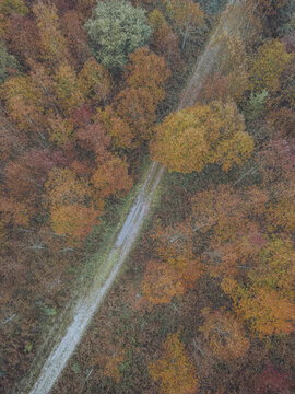 Aerial view of a narrow path cutting through a vibrant autumnal forest, where trees are painted in shades of gold, rust, and crimson, A Ca&Atilde;&plusmn;iza, Pontevedra, Spain.