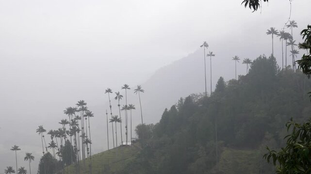 Cocora Valley Valle de Cocora in Colombia towering Quind&iacute;o wax palms cloudy forest