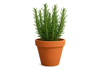 Fresh rosemary herb growing in terracotta flowerpot