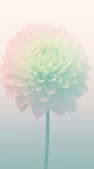 Naklejka premium Blurred gradient pink Chrysanthemum flower dahlia petal.