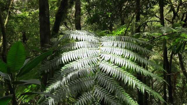 Giant silver fern leaf in tropical humid jungle rainforest Andean forest Colombia