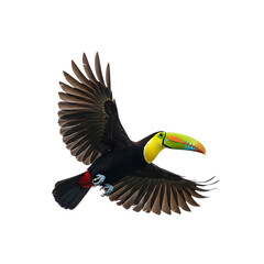 Obraz premium Keel billed toucan bird, in flight with wings spread and colorful beak, cutout, PNG isolated on white or transparent background
