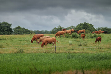 Red cows in a pasture on a cloudy day surrounded by greenery. Blurred background. Beautiful rural landscape. Blurred background.