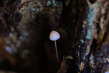 木の洞（ウロ）に生えたキノコ
