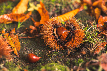 実って地面に落ちた栗（イガグリ）
