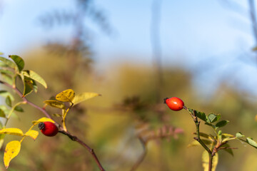 Two rose hips glow on thorny stems with yellowing leaves. Soft autumn bokeh and blue sky frame the scene.