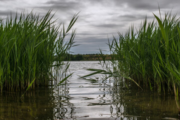 peaceful inlet bordered by tall reed stalks, calm lakeshore featuring reed growth and reflective