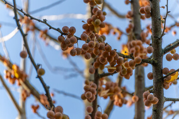 A canopy laden with ginkgo fruits fills the frame against blue sky. Abundant clusters show rich...